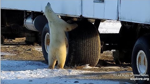 Buggy Inspection by polars B1 P2 Explore.org 11/12/25