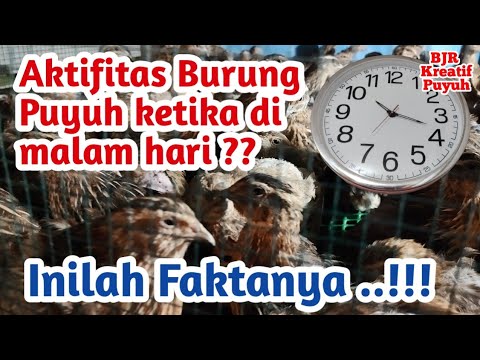 Quail Activity at Night || Here are the Facts...!!!