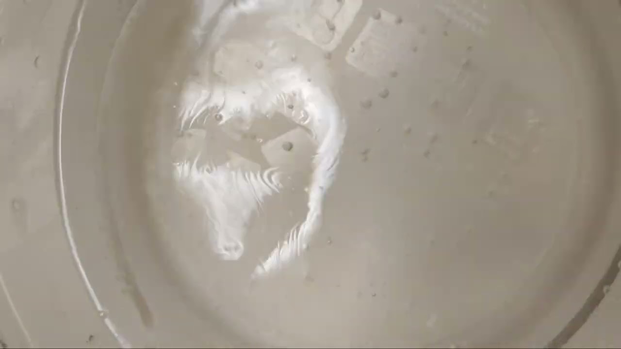 Oil and warm water oil droplets like to get together with other oil droplets! Scientific experiment!