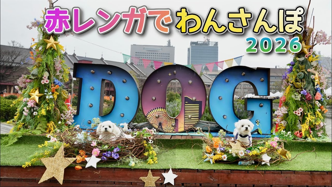 Wansanpo 2026] Yokohama's largest dog event - YouTube