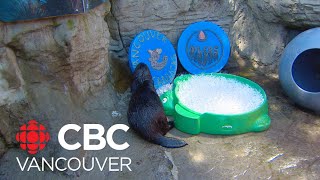 Vancouver Aquarium otter predicts who will win between Canucks-Oilers series