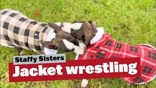 Staffy Sisters Jacket Wrestling