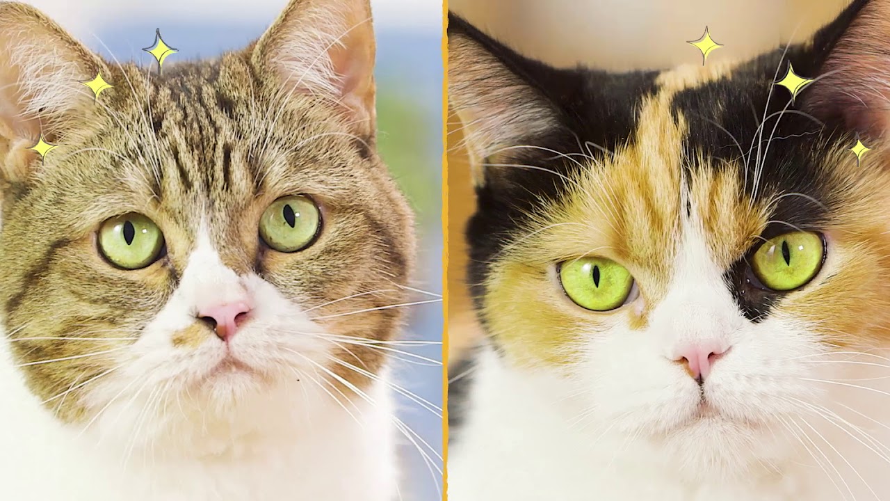 獣医師開発 ニオイをとる砂専用 猫トイレ 東京猫医療センター服部獣医師と当社獣医師の共同開発 ライオン商事株式会社