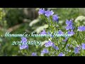 《初夏を迎えた庭で》風にそよぐ草花達/芍薬の開花/芝の草取り/フルタイムで働く医療従事者のガーデニング