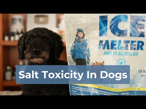 Warning: Salt Toxicity in Dogs