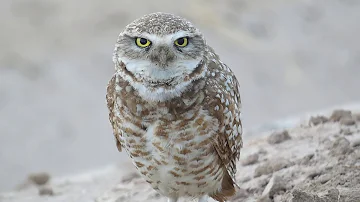 Burrowing Owl Call