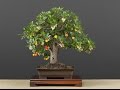 Arbutus sp. Bonsai Tree