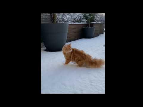 Впервые увидели настоящий снег. - YouTube