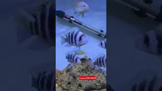 Frontoza Burundi community tank #shorts#shortvideo