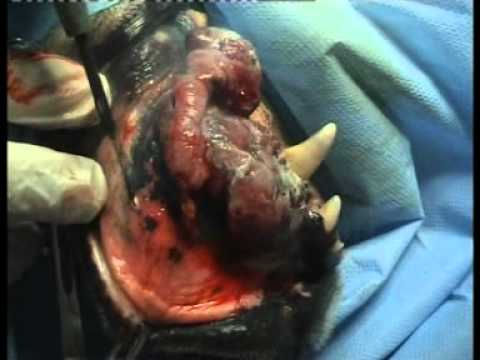 Video: Cancro Alla Bocca (carcinoma Squamocellulare Della Gengiva) Nei Cani