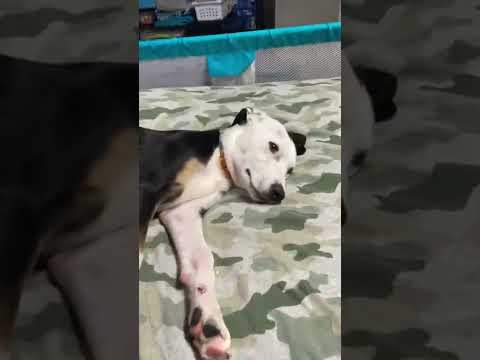 Video of adoptable pet named Jekyll