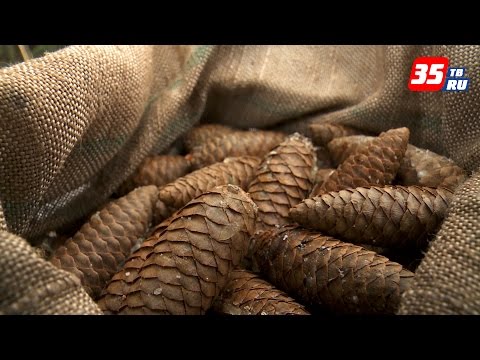 От семечки до взрослого саженца: В Вологодской области работает питомник по выращиванию сеянцев ели