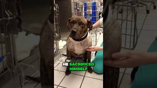 Hero Pit Bull Got Stabbed 12 Times To Protect His Owner