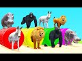 Choose Right Tire with Gorilla Cow Donkey Lion Hippo Wild Animals Funny Animation