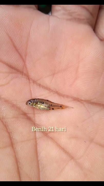 tahap pertumbuhan ikan wader #short#budidayawader