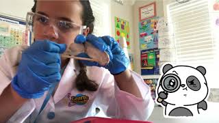Sheep Brain Dissection