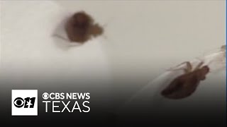 Celebrity DFW is the 5th most bed bug-infested area in the U.S. Wealth