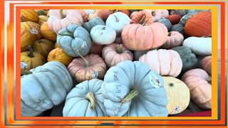 Italian, French & Australian Pumpkins: Origins, Uses, Thanksgiving & Fall Decorating