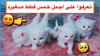 تعرفوا على القطط الصغيره الجميلة اولاد القطه سكره ️ / Mohamed Vlog
