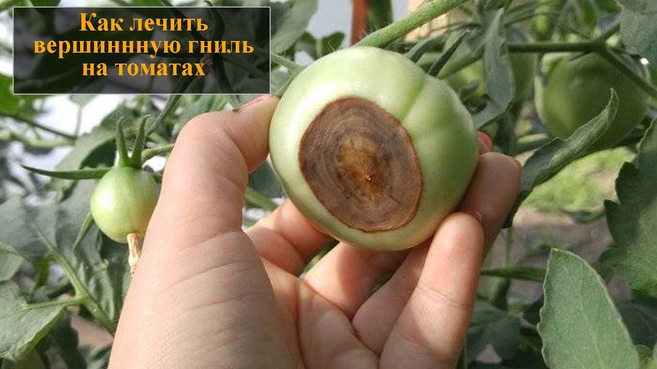 Гниль на машине