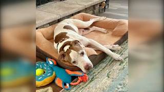 25 dogs, 1 cat rescued from breeding operation in Holland