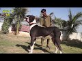 Top breed bully dog top 10 bully dog by pakistan bully dog channel nafa tv