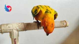 Sun Conure Bird Beautiful Colour by Birds Bucket 894 views 1 year ago 3 minutes, 22 seconds