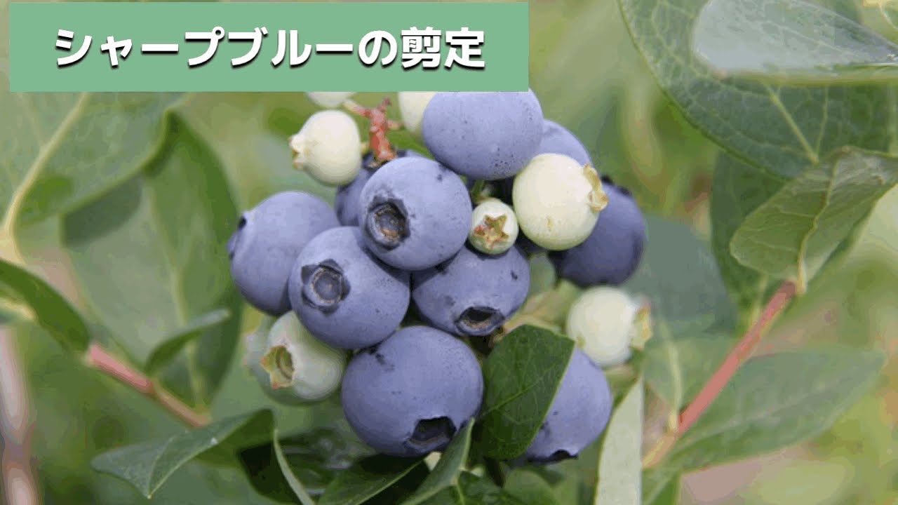 ブルーベリー シャープブルーの剪定 Youtube