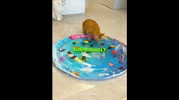 Never Buy a Waterbed for Your Cat 😹🛟 #shorts