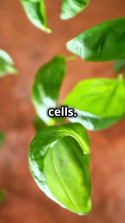 sweet-basil-benefits-herbal-help-facts-herbs-youtube