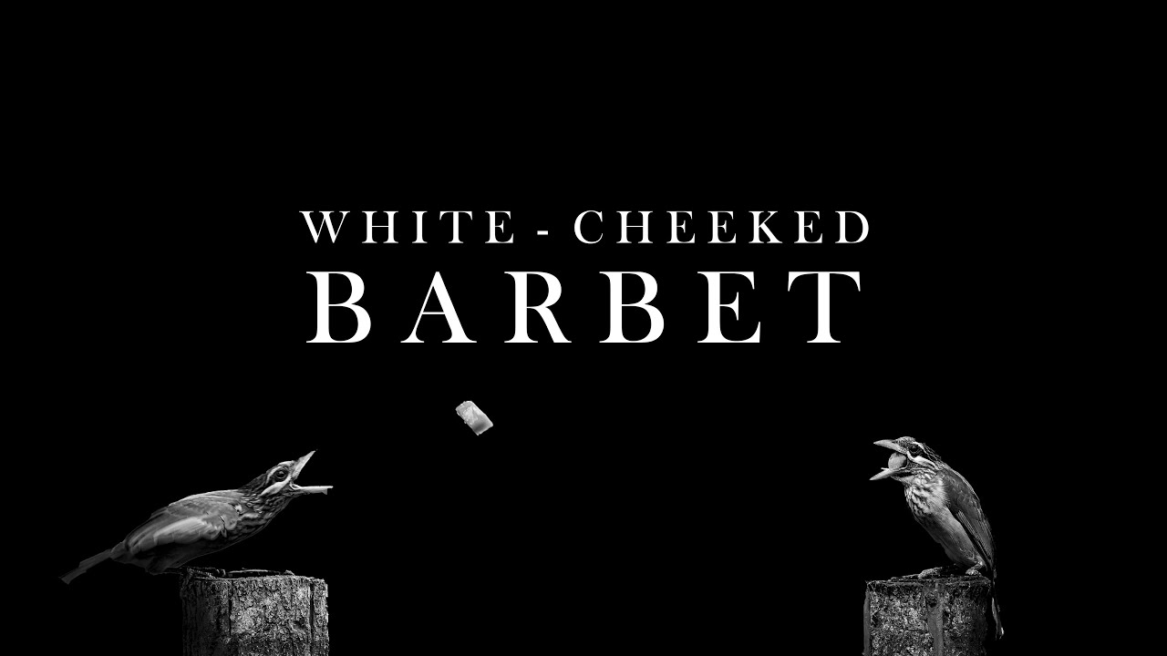 White - cheecked Barbet    (Official video)