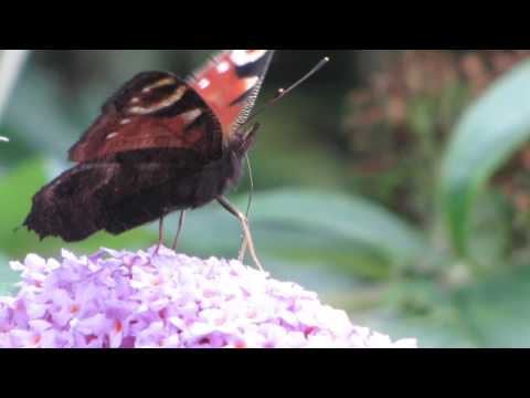 Peacock Butterfly & bird song ~ Dawn Chorus Birdso...