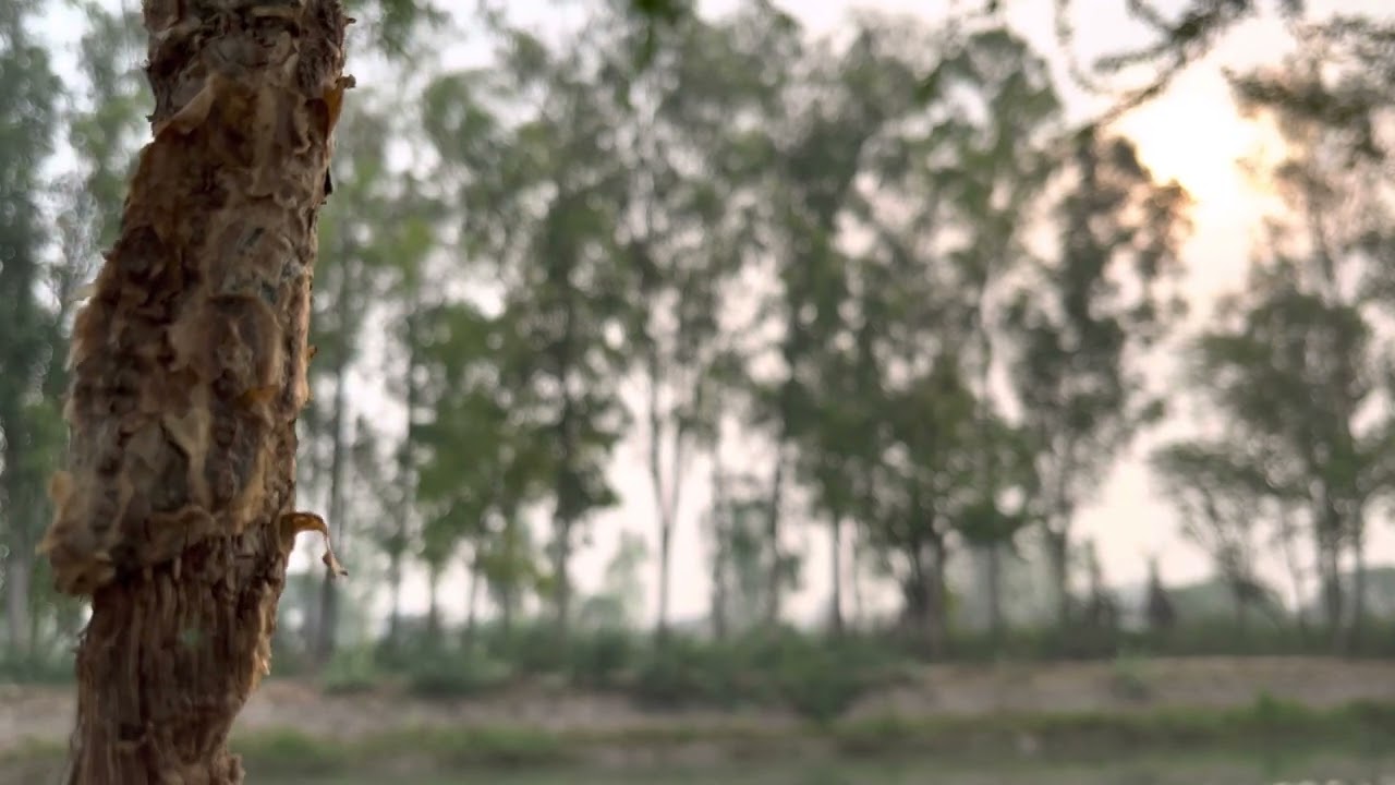 4K-Blurred Sun shines through Eucalyptus trees