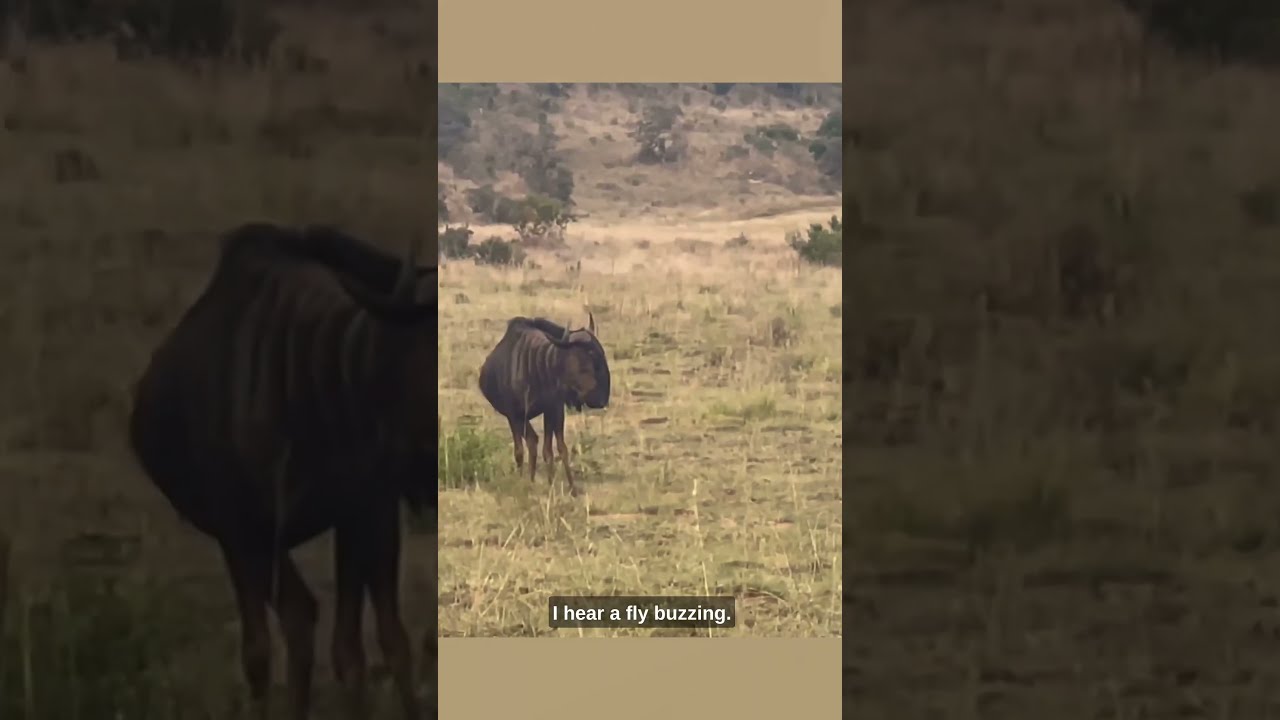 Baby Rhino Vs Wildebeest Ozzy Man Quickies
