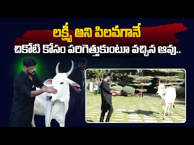 Mini Zoo In Chikoti Praveen Kumar Farm House | Chikoti Praveen Kumar Interview | @sumantvtelugulive class=