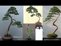 Inspirasi bonsai bunjin style  bonsai literati