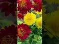 GAILLARDIA FLOWERS #shorts #shortvideo #shortsfeed #trending #viralreels #flowers #flowerphotography