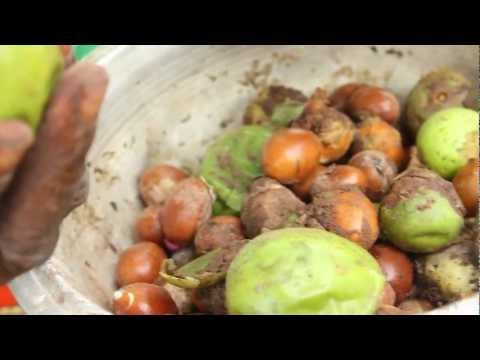 Video: Why The Shea Tree Is Called An African Miracle