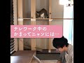 CIAOちゅ～るで平和なテレワークを