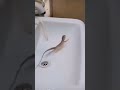 سحلية ترقص سحلية الفضائية سحلية كيوت Lizard سحلية ترقص سحلية الفضائية سحلية كيوت Lizard