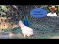 VIDEO 133 “Hablando de gallinas” Talking about chickens&quot;