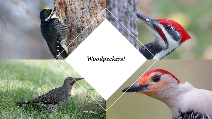 Woodpeckers: Laura Erickson's November Zoom Presen...