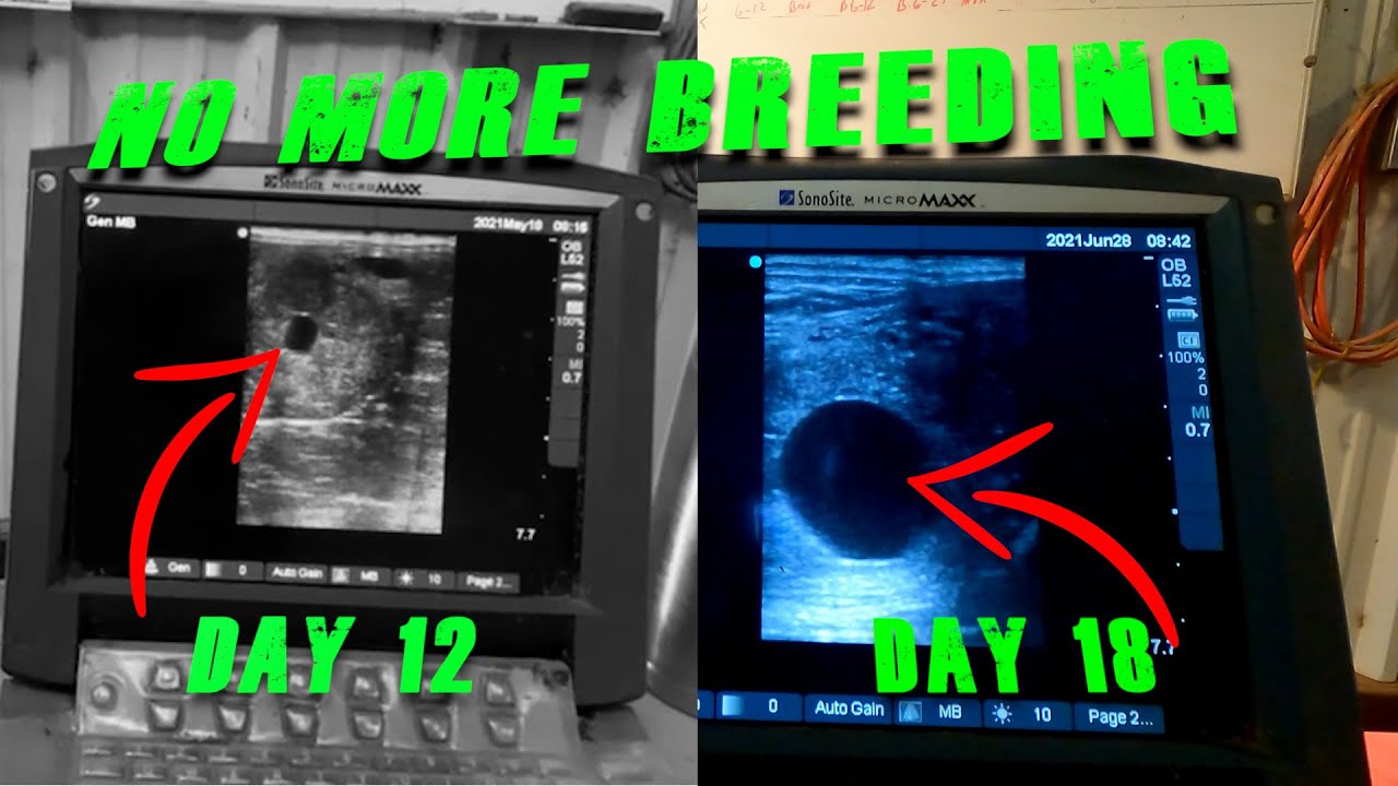 Я закончил разводить кобыл 