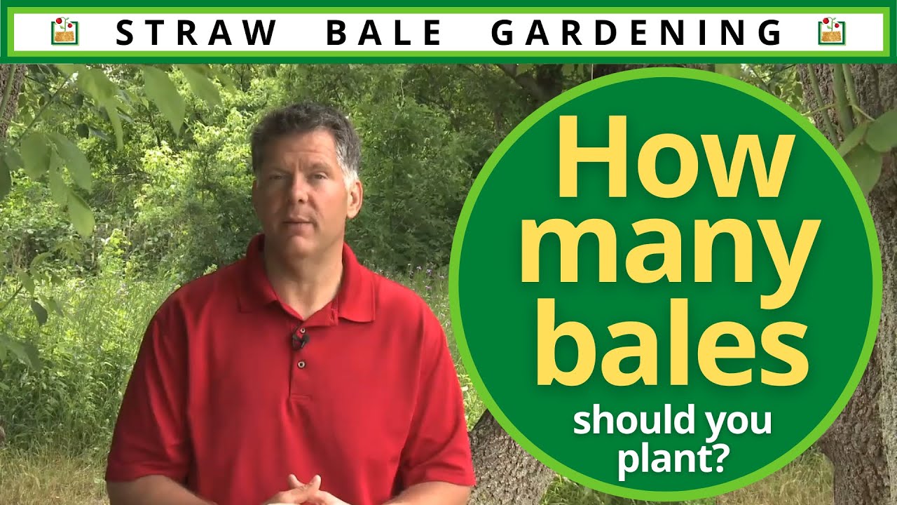 4 Reasons To Grow Veggies In A Straw Bale Garden 