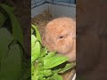 Rabbit🐰#rabbit #bunny #bunnies #rabbitlife #cute #rabbitlove #pet #bunnylife #love #pets #animals
