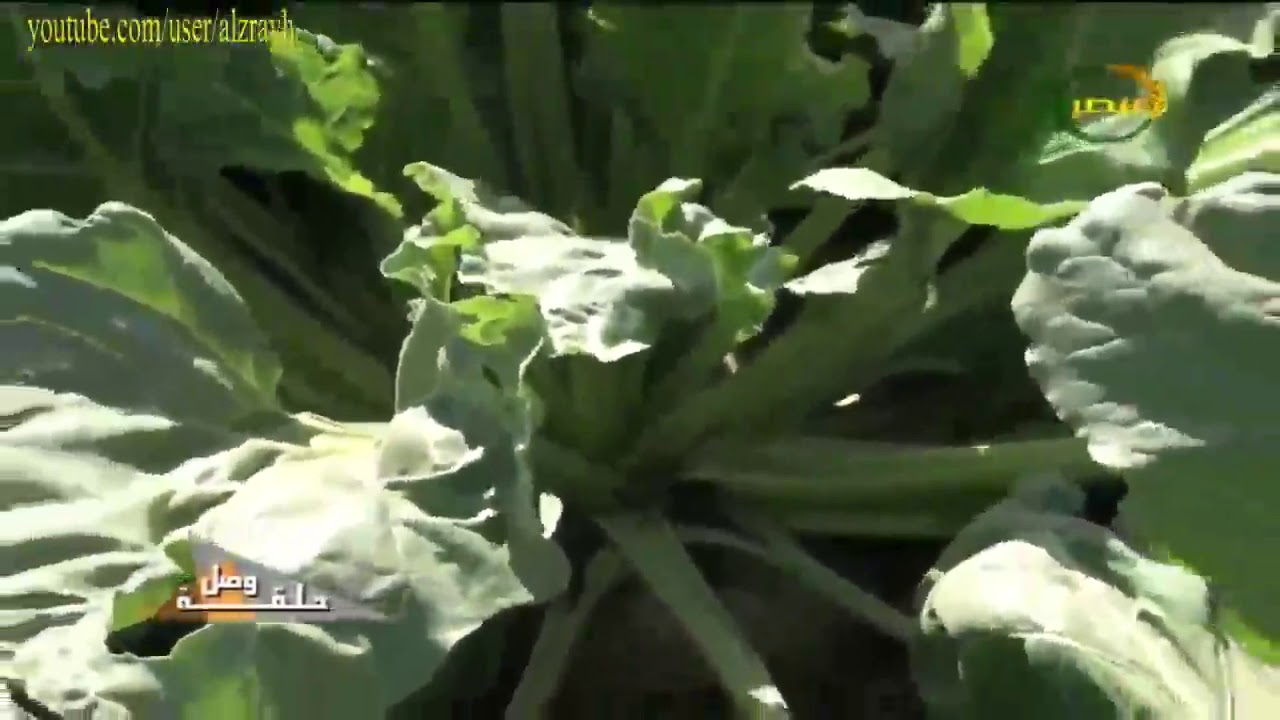 زراعة بنجر السكر والاخطاء الشائعة التى تقلل انتاج المحصول واستخدامة كعلف للمواشى