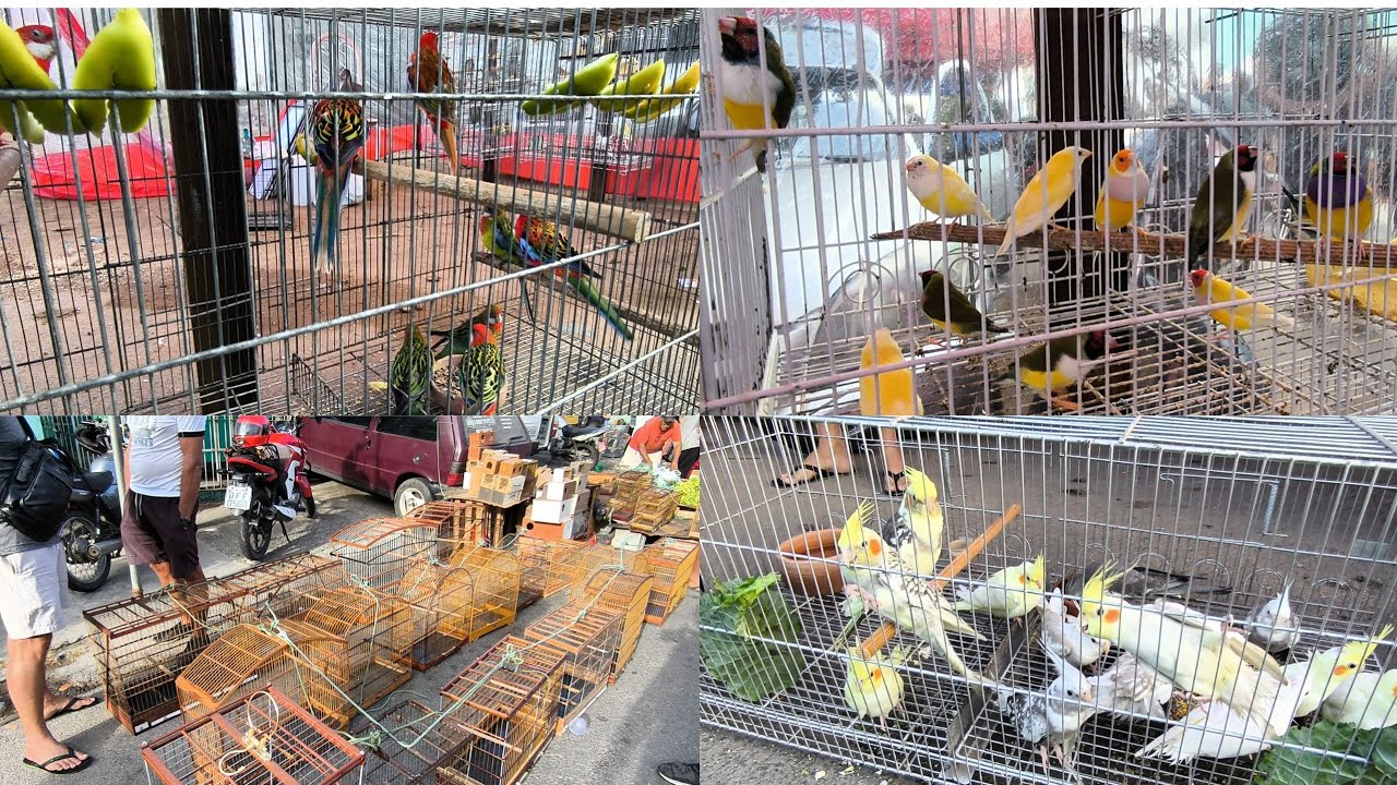 FEIRA DE PÁSSARO EXÓTICO E GAIOLA DE CAMPINA GRANDE-PB BAIRRO DA PRATA 