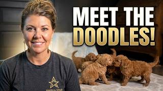 Name Day Is Here! Maya's Mini Golden Doodle Litter