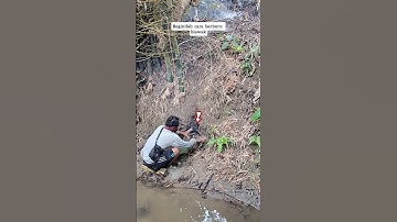Beginilah cara berburu biawak #berburu #biawakjumbo #biawakjawa #biawak #adventure #biawaksumatra