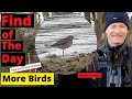 Comparing Wood Sandpiper Green Sandpiper Comparing Wood Sandpiper Green Sandpiper